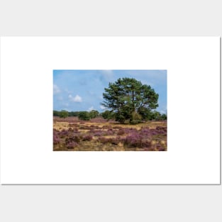 Heathland with trees early in the morning Posters and Art
